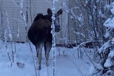Hotel 7 Gables Inn &Amp; Suites Fairbanks (Ak): Photo 
