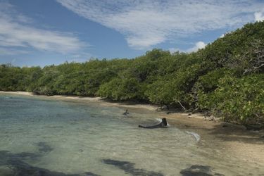 Hotel Red Mangrove Cally Lodge All Inclusive Adventure:  GALAPAGOS ISLANDS