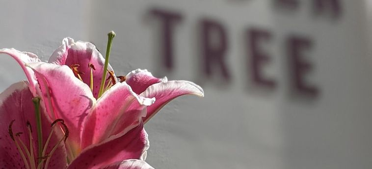 Hotel The Linden Tree Gloucester: Foto 