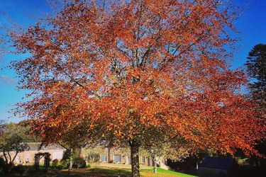 Langley Castle Hotel Hexham: Photo 