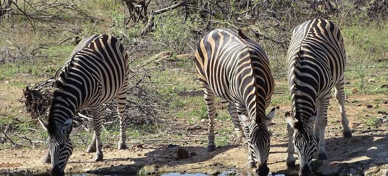 Hotel Amukela Game Lodge Hoedspruit: Foto 