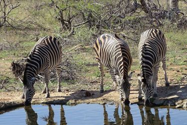 Hotel Amukela Game Lodge Hoedspruit: Photo 