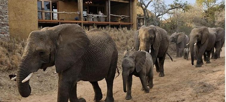 Hotel Camp Jabulani Hoedspruit: Foto 