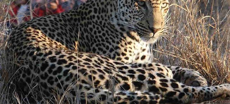 Hotel Shumbalala Game Lodge Hoedspruit: Foto 