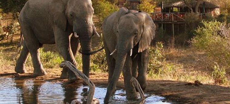Hotel Umlani Bushcamp - Lodge Hoedspruit: Foto 