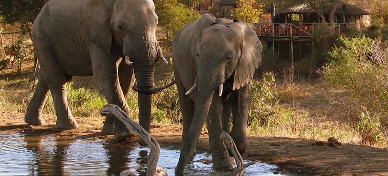 Hotel Umlani Bushcamp - Lodge Hoedspruit: Foto 