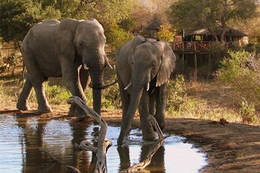 Hotel Umlani Bushcamp - Lodge Hoedspruit: Photo 
