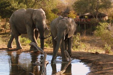 Hotel Umlani Bushcamp - Lodge Hoedspruit: Photo 