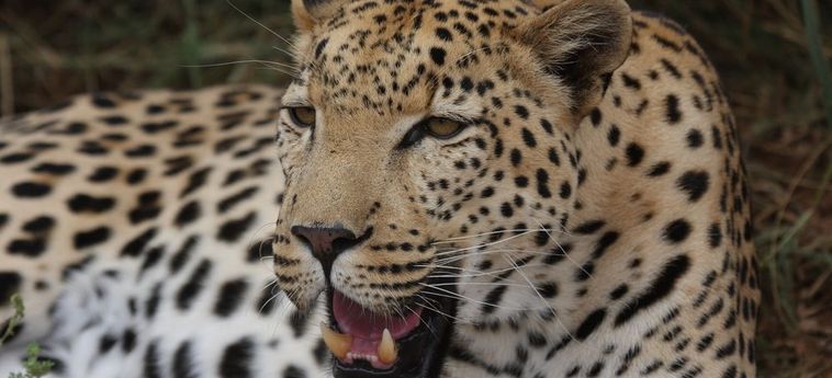 Hotel Tshukudu Game Lodge Hoedspruit: Foto 
