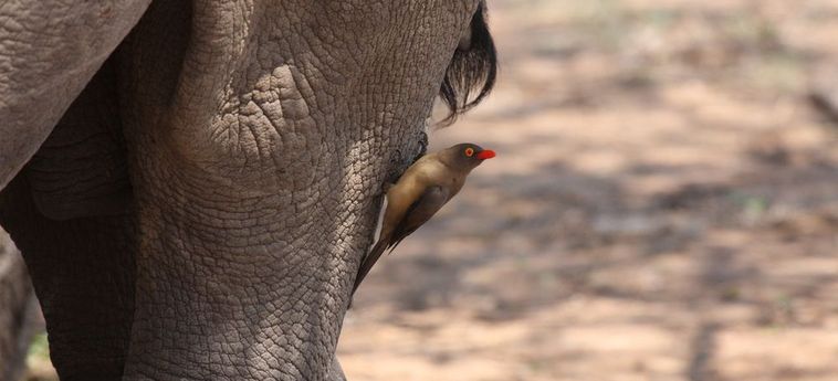 Hotel Tshukudu Game Lodge Hoedspruit: Foto 