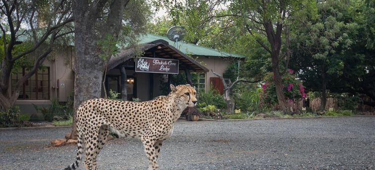 Hotel Tshukudu Game Lodge Hoedspruit: Foto 