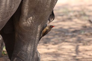 Hotel Tshukudu Game Lodge Hoedspruit: Photo 
