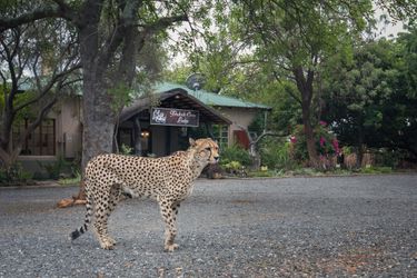 Hotel Tshukudu Game Lodge Hoedspruit: Photo 