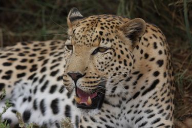 Hotel Tshukudu Game Lodge Hoedspruit: Photo 