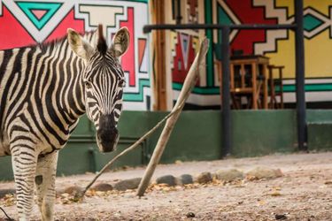 Hotel Timbavati Safari Lodge Hoedspruit: Photo 