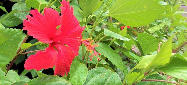 Yukureba Maejima Hotel Islas Okinawa - Okinawa Prefecture : Foto 