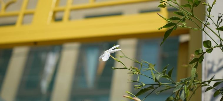Damask Rose, Lebanese Guest House Jounieh: Foto 