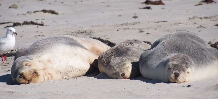Hotel Mercure Kangaroo Island Lodge Kangaroo Island - South Australia: Foto 