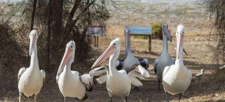 Hotel Mercure Kangaroo Island Lodge Kangaroo Island - South Australia: Photo 