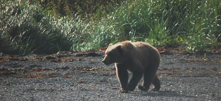 9Th Wave Bed And Breakfast Kodiak (Ak): Foto 