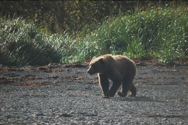 9Th Wave Bed And Breakfast Kodiak (Ak): Photo 