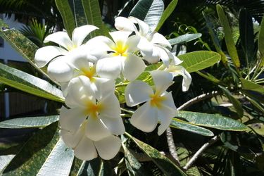 Hotel Woodlawn Villas Resort Koh Tao: Photo 