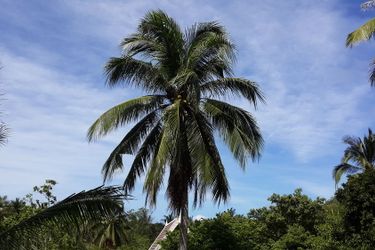 Hotel Woodlawn Villas Resort Koh Tao: Photo 