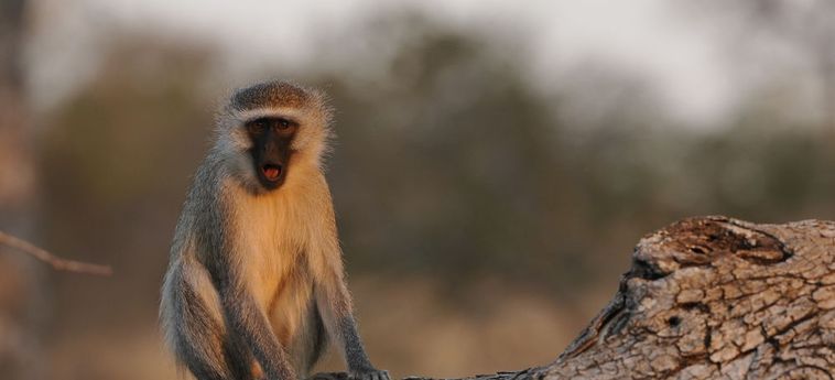 Hotel Inyati Game Lodge Kruger National Park: Foto 