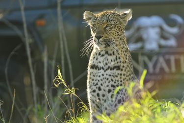 Hotel Inyati Game Lodge Kruger National Park: Photo 
