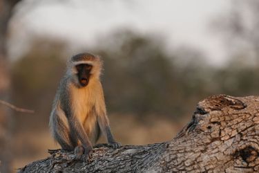 Hotel Inyati Game Lodge Kruger National Park: Photo 