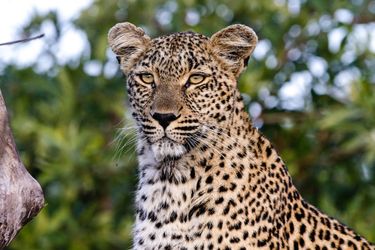 Hotel Inyati Game Lodge Kruger National Park: Photo 