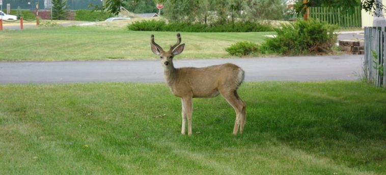 Hotel Holiday Lodge Motel Campground Lander (Wy) : Photo 