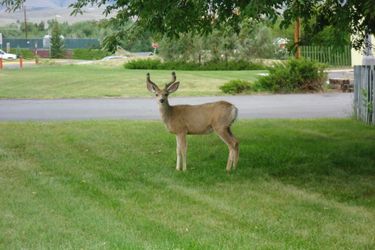 Hotel Holiday Lodge Motel Campground Lander (Wy): Photo 