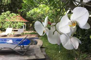 Hotel White Orchid Eco Resort Lombok: Photo 