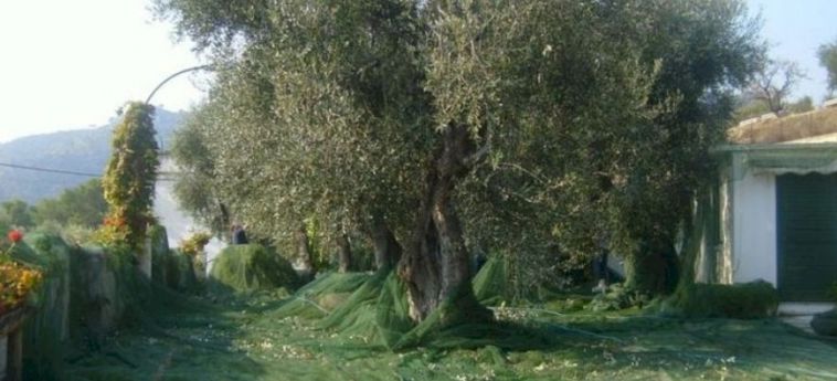 Agriturismo Giorgio Mattinata - Foggia: Foto 