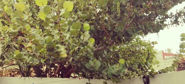 Hostal Davishs House Merida : Photo 