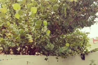 Hostal Davishs House Merida: Photo 