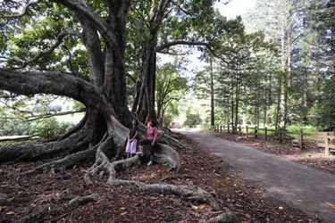 Paradise Hotel &Amp; Resort Norfolk Island: Photo 