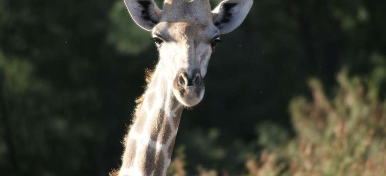 Hotel Zwartberg View Mountain Lodge Oudtshoorn : Photo 