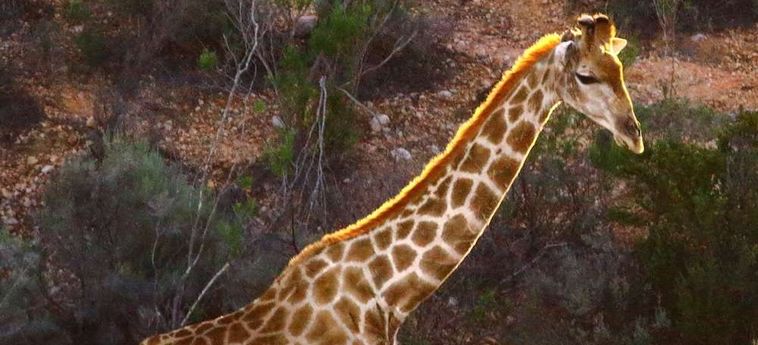 Hotel Zwartberg View Mountain Lodge Oudtshoorn: Foto 