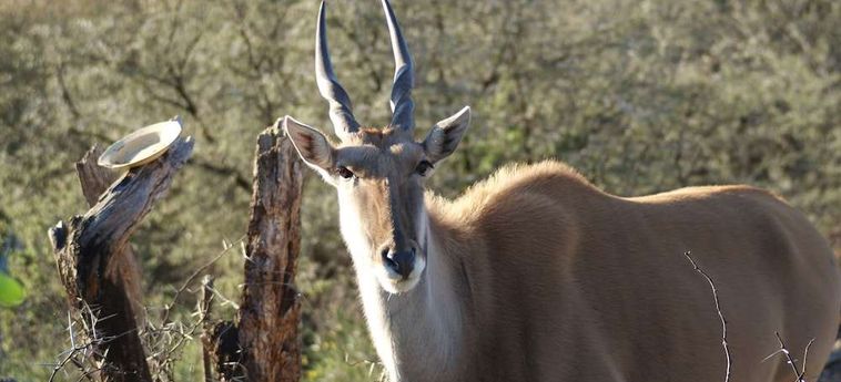 Hotel Zwartberg View Mountain Lodge Oudtshoorn: Foto 