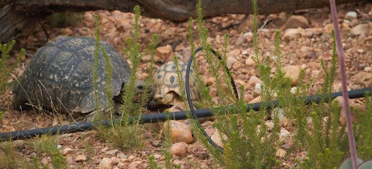 Hotel Zwartberg View Mountain Lodge Oudtshoorn: Foto 
