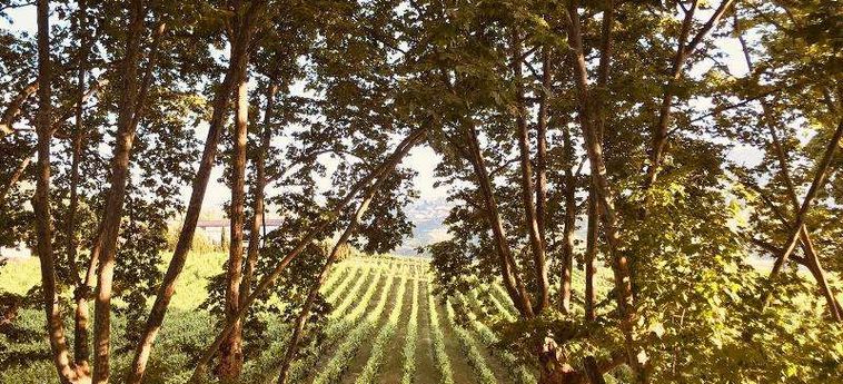 The Wine House Hotel - Quinta Da Pacheca Peso Da Regua: Foto 