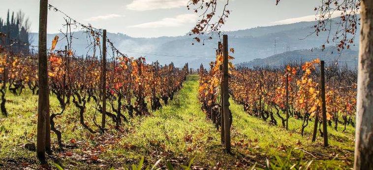 The Wine House Hotel - Quinta Da Pacheca Peso Da Regua : Photo 