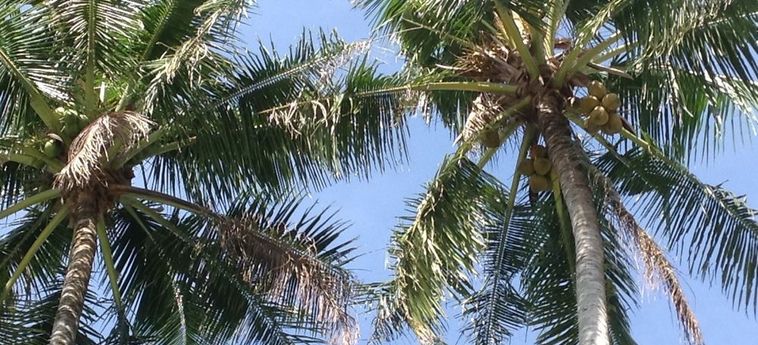 Coco's Guesthouse Phi Phi Island: Foto 