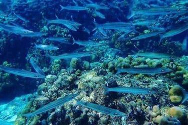 Hotel Pp Midnight Phi Phi Island: Photo 