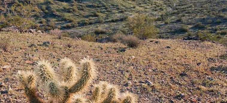Hotel Raintrees Desert Arroyo Phoenix (Az) : Photo 