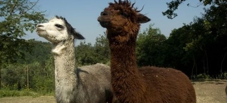 ALPACA COUNTRY HOUSE 3 Stelle