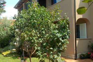 Apartments Nikic:  POREC - ISTRA
