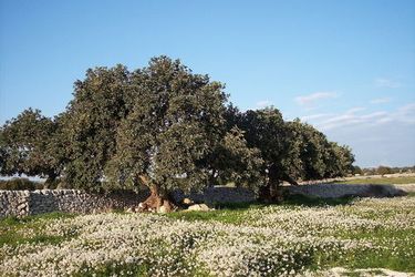 Hotel Case Di Cutalia Ragusa: Photo 